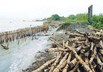 Ca Mau Province land loss is worsening (Photo: Thanh Nien) Ca Mau Province land loss is worsening (Photo: Thanh Nien)